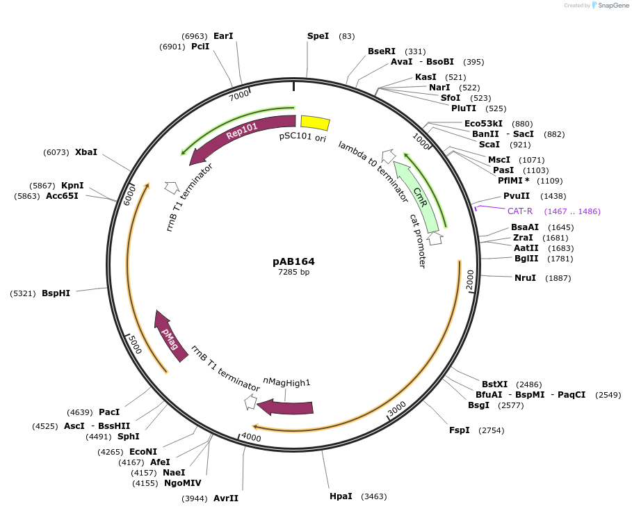 101667-plasmid-map-sequence-id-372246