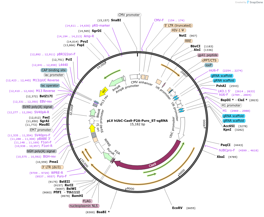 188705-plasmid-map-sequence-id-372267