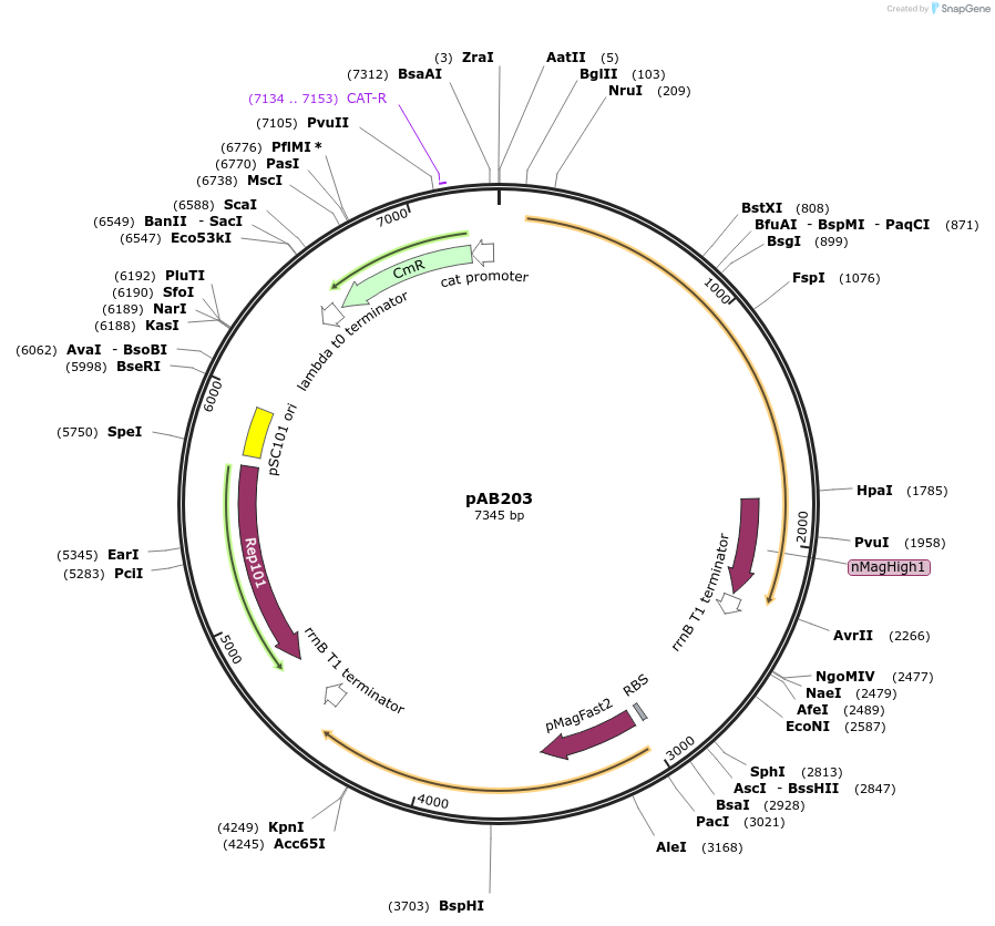 101675-plasmid-map-sequence-id-372270