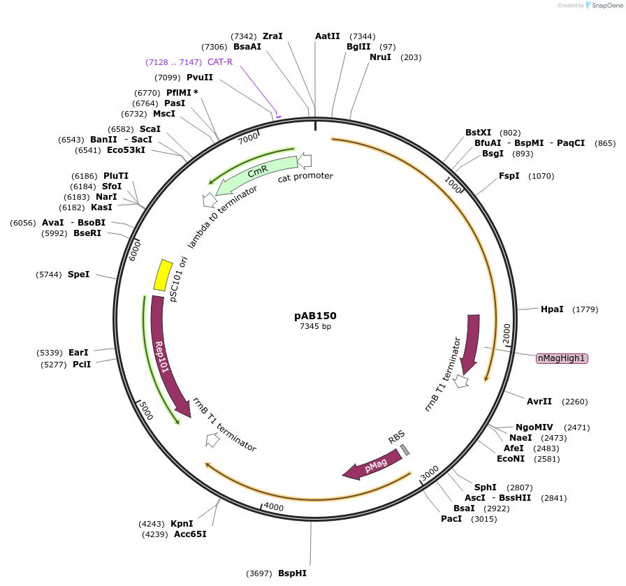 101661-plasmid-map-sequence-id-372274