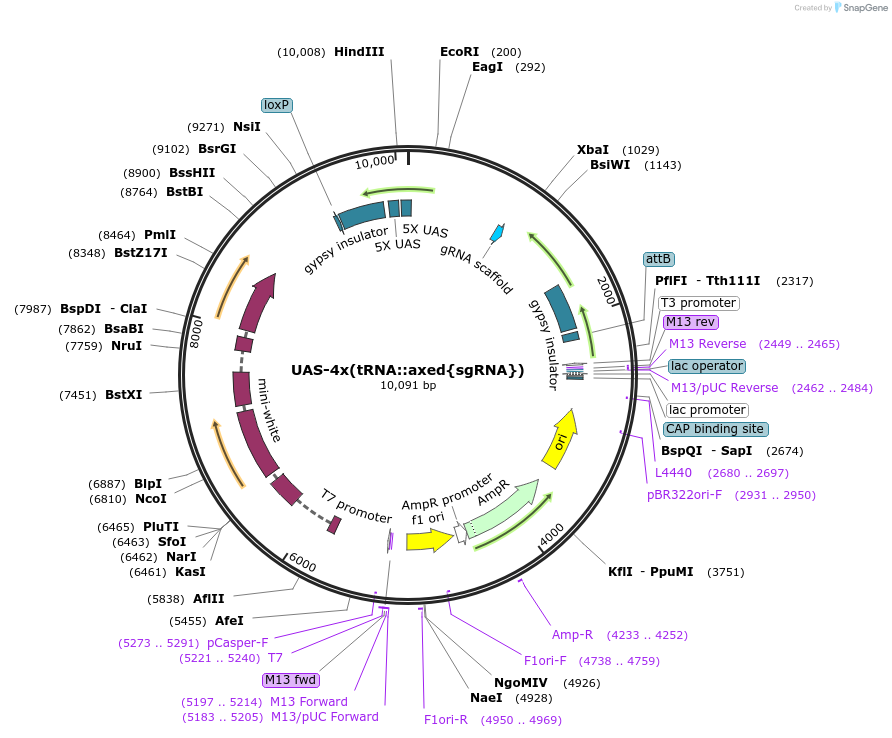 187883-plasmid-map-sequence-id-372285