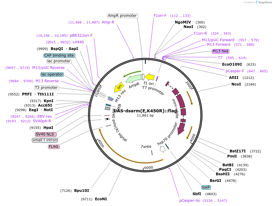 187882-plasmid-map-sequence-id-372287