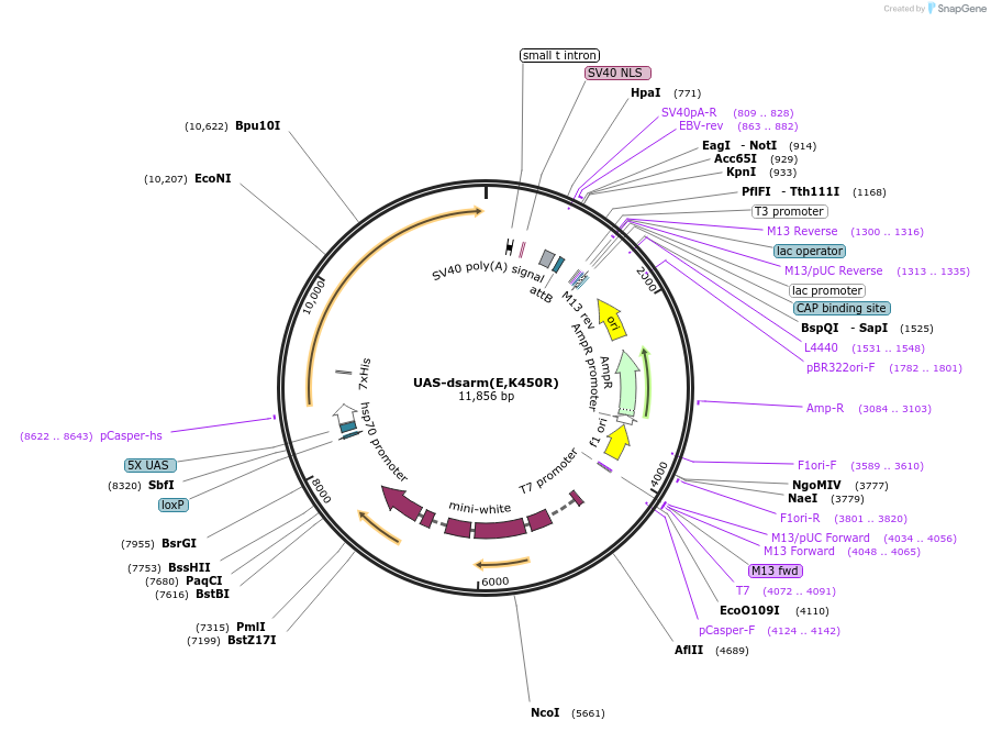 187881-plasmid-map-sequence-id-372288