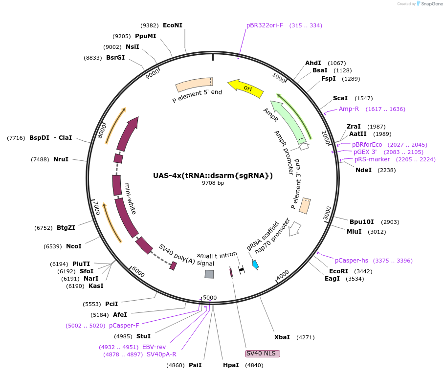 187885-plasmid-map-sequence-id-372290