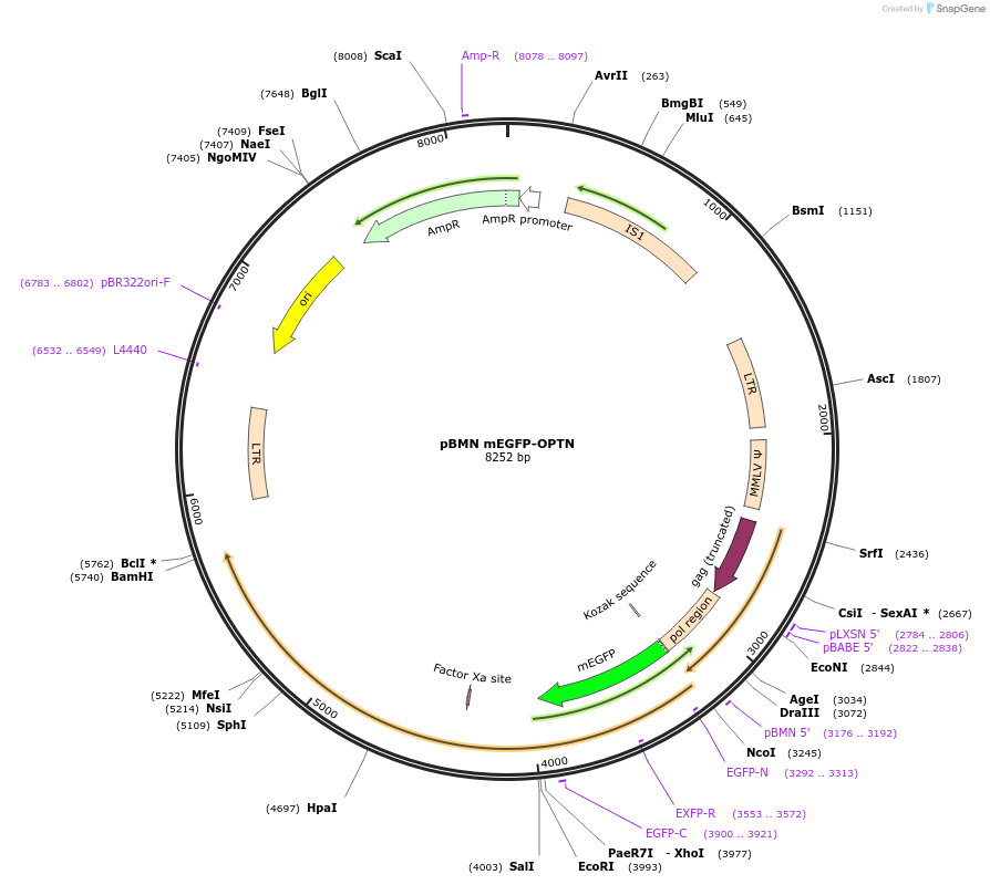188784-plasmid-map-sequence-id-372299