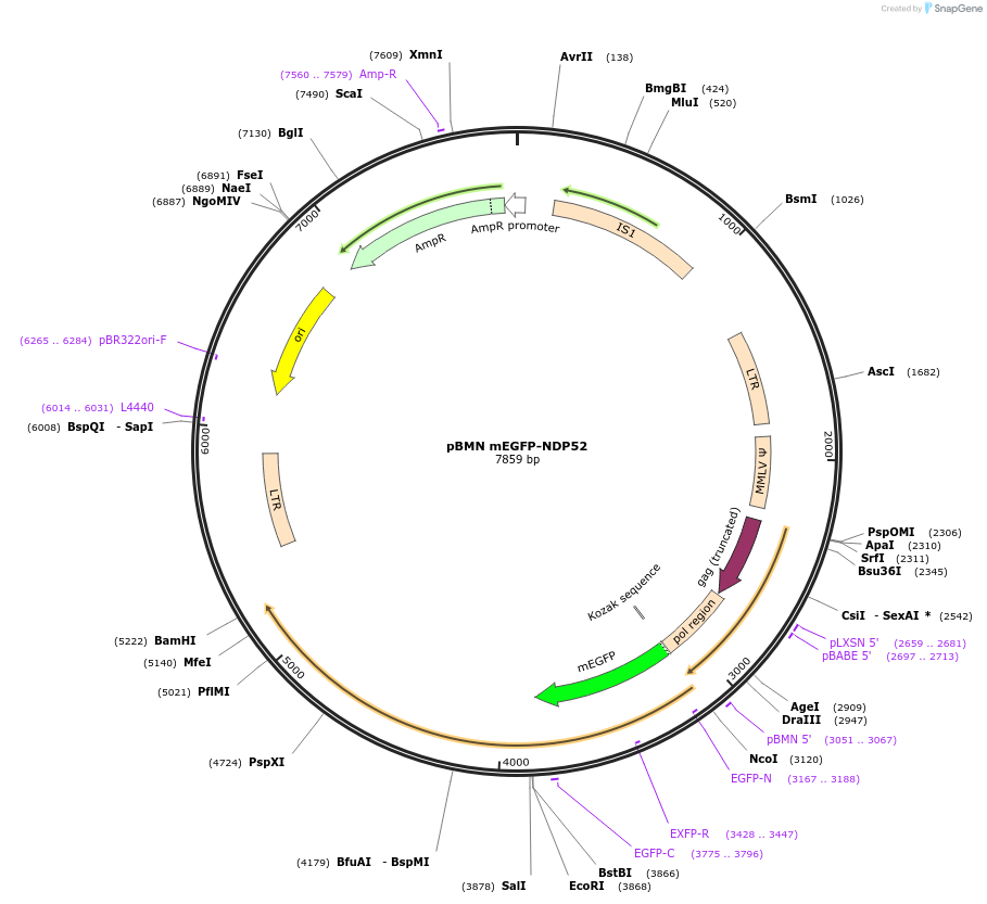 188785-plasmid-map-sequence-id-372301