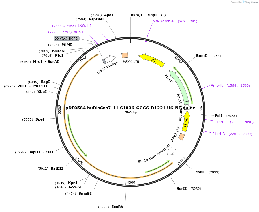 186993-plasmid-map-sequence-id-372325