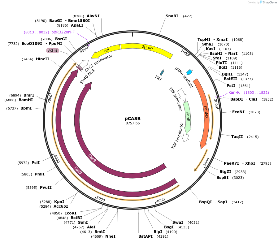 190175-plasmid-map-sequence-id-372326