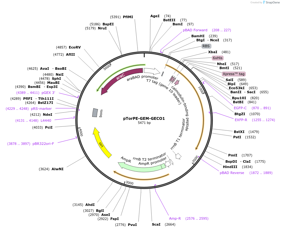 32463-plasmid-map-sequence-id-37233