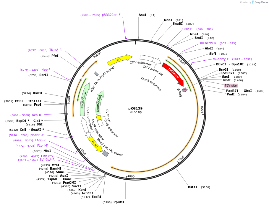 69755-plasmid-map-sequence-id-372333