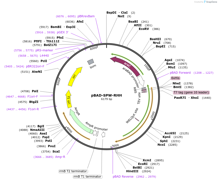 190630-plasmid-map-sequence-id-372336