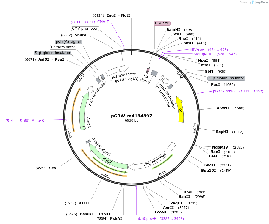 152706-plasmid-map-sequence-id-372342