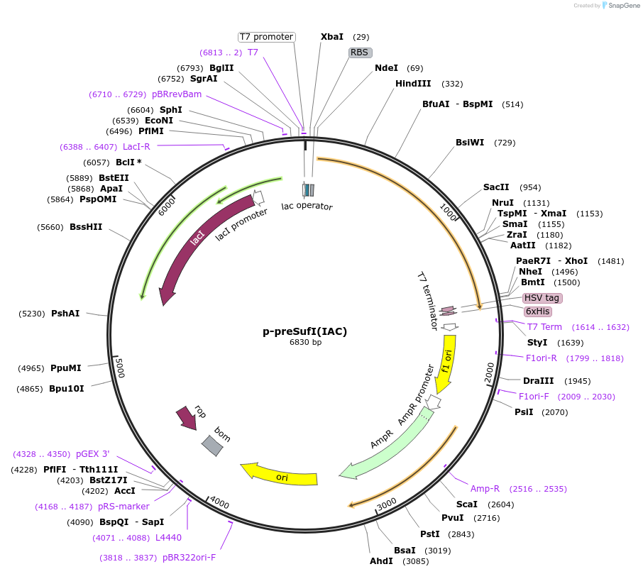 168516-plasmid-map-sequence-id-372358