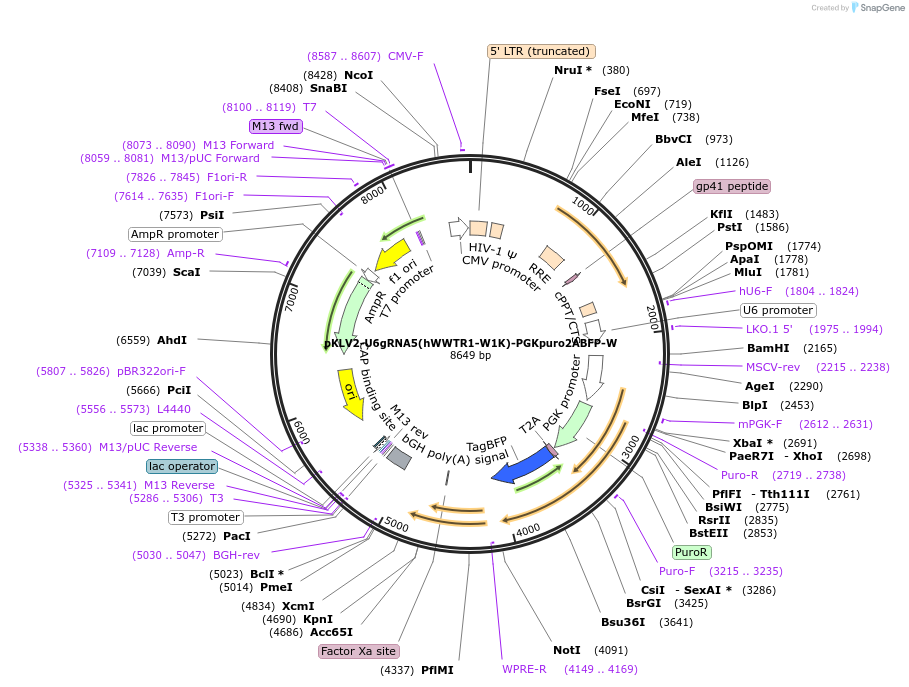 163174-plasmid-map-sequence-id-372362