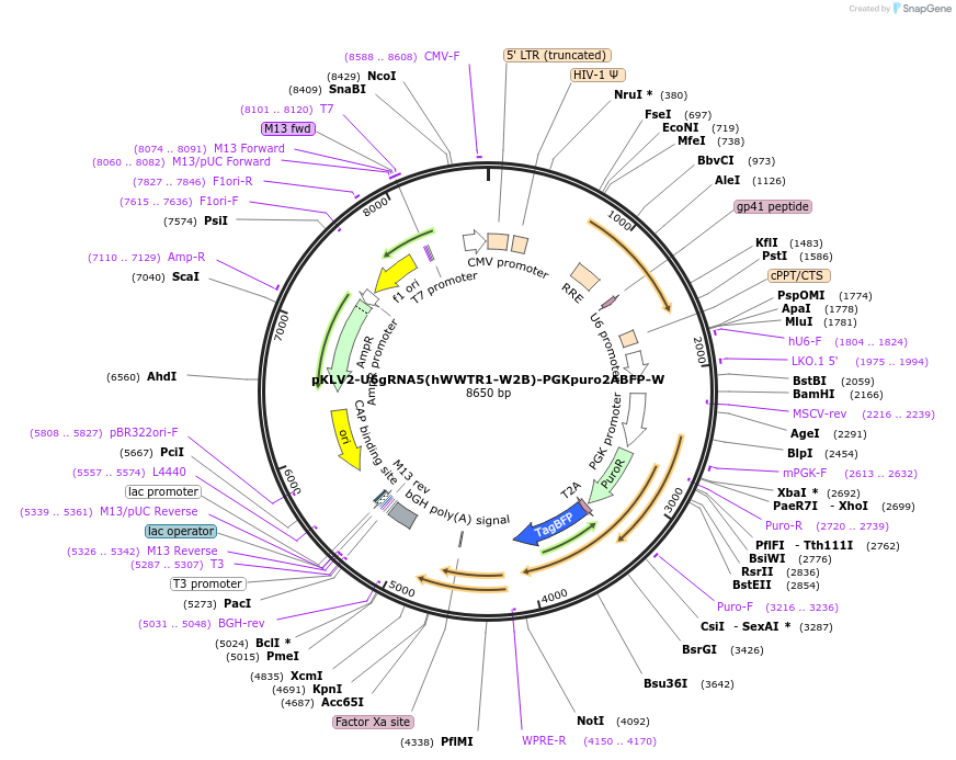 163175-plasmid-map-sequence-id-372363