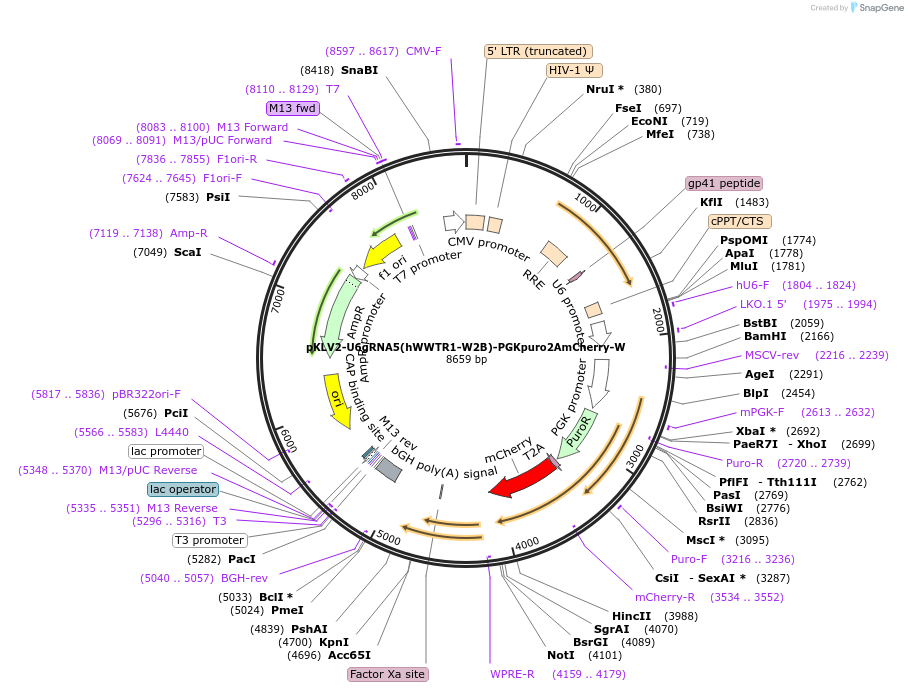 163177-plasmid-map-sequence-id-372365