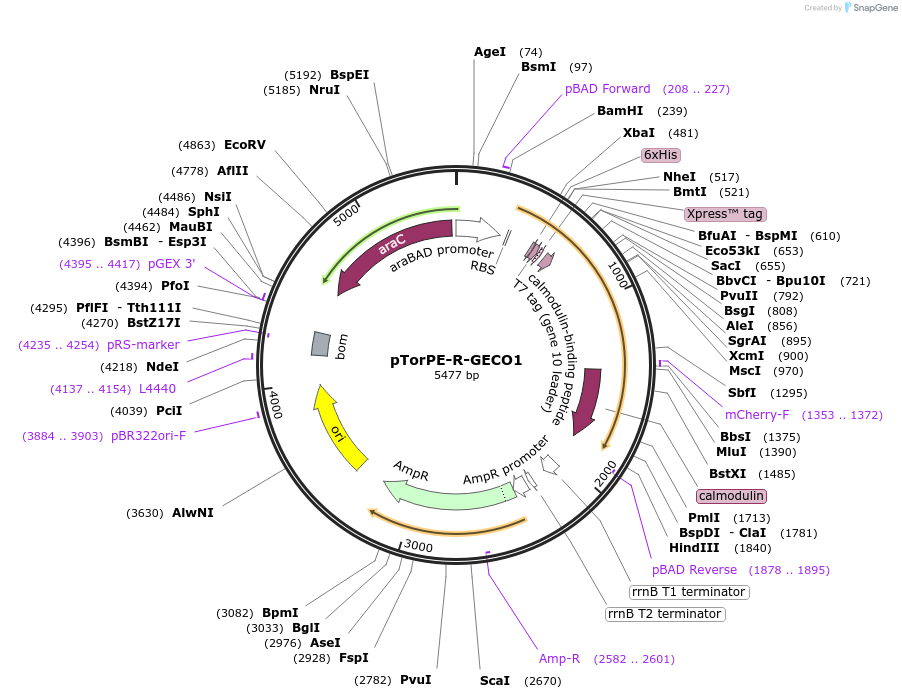 32465-plasmid-map-sequence-id-37238