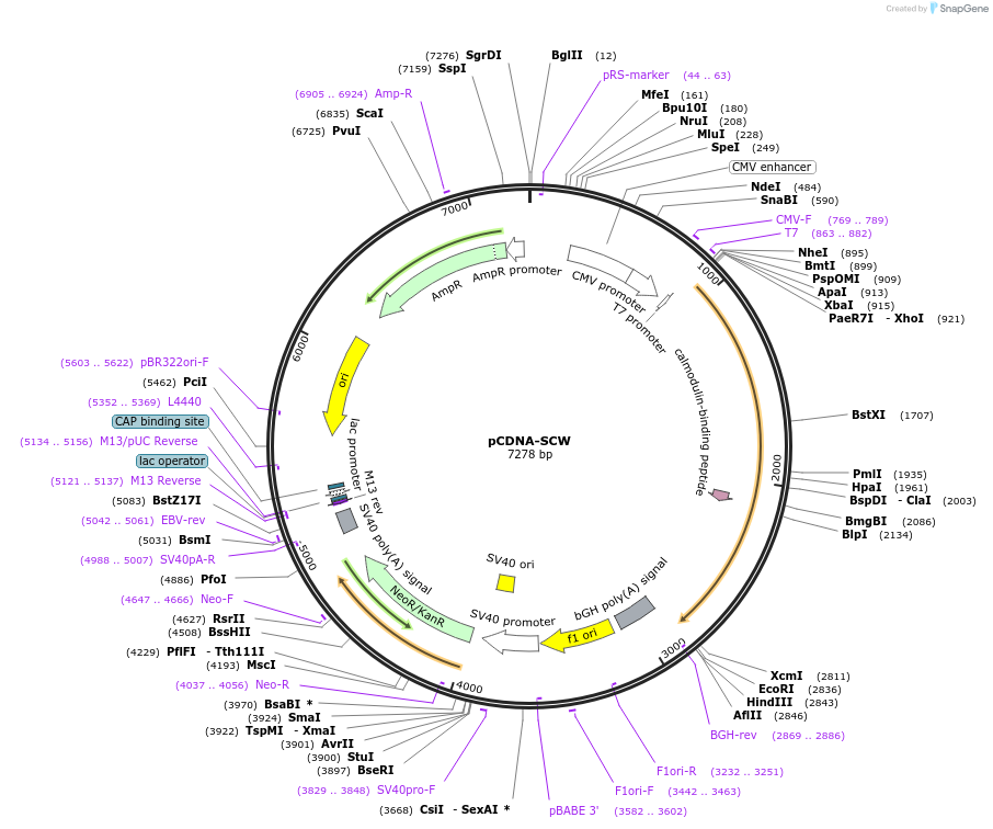 190633-plasmid-map-sequence-id-372389