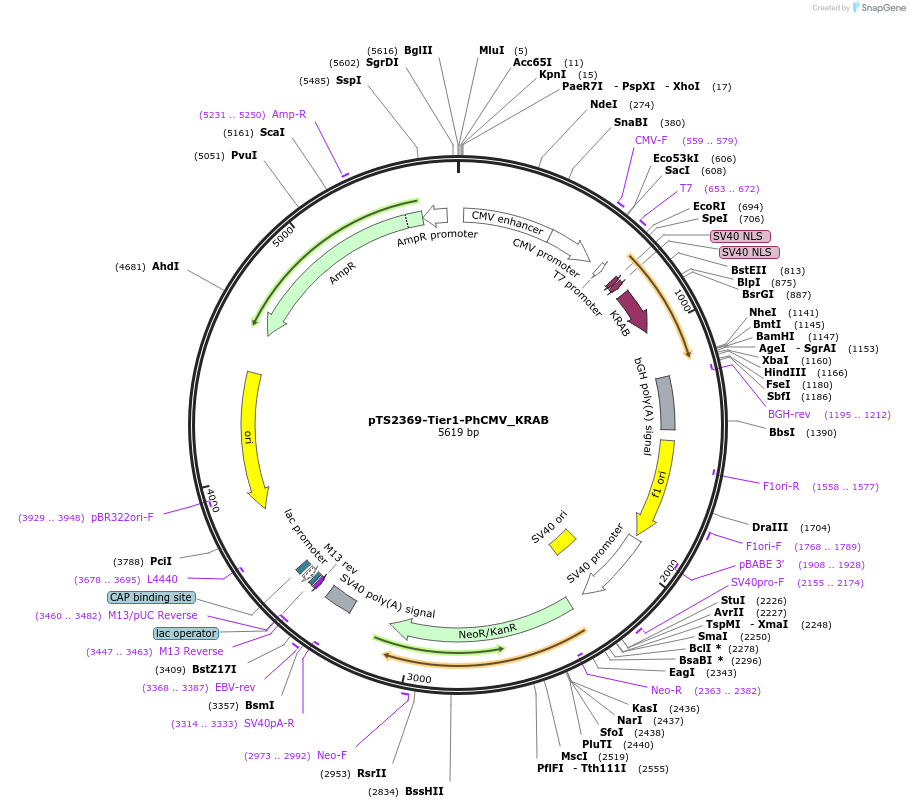 169571-plasmid-map-sequence-id-372394