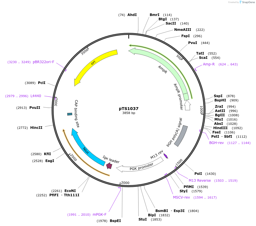 169616-plasmid-map-sequence-id-372398