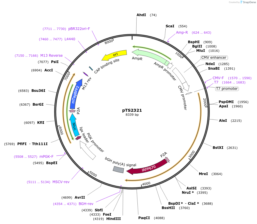 169626-plasmid-map-sequence-id-372399