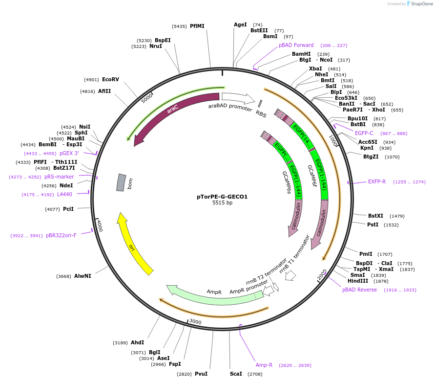 32466-plasmid-map-sequence-id-37240