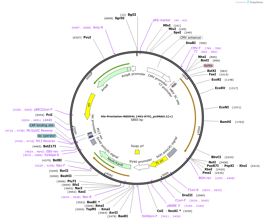 187726-plasmid-map-sequence-id-372420