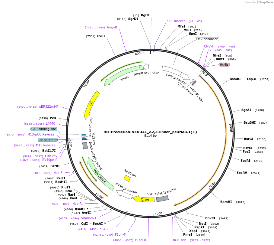 187728-plasmid-map-sequence-id-372426