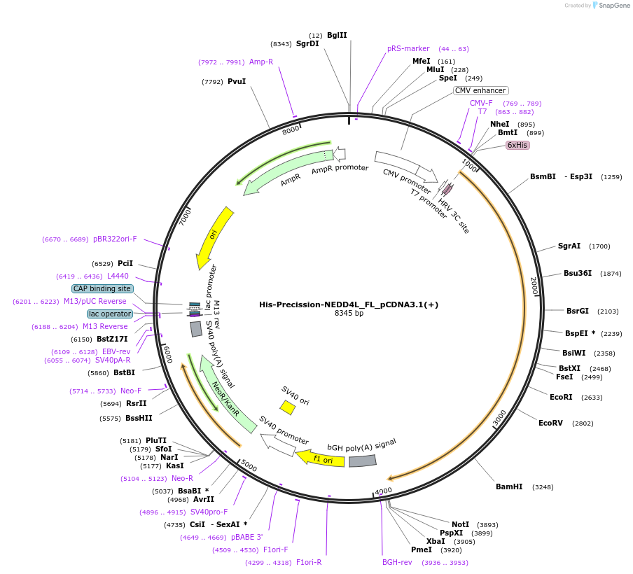 187730-plasmid-map-sequence-id-372434