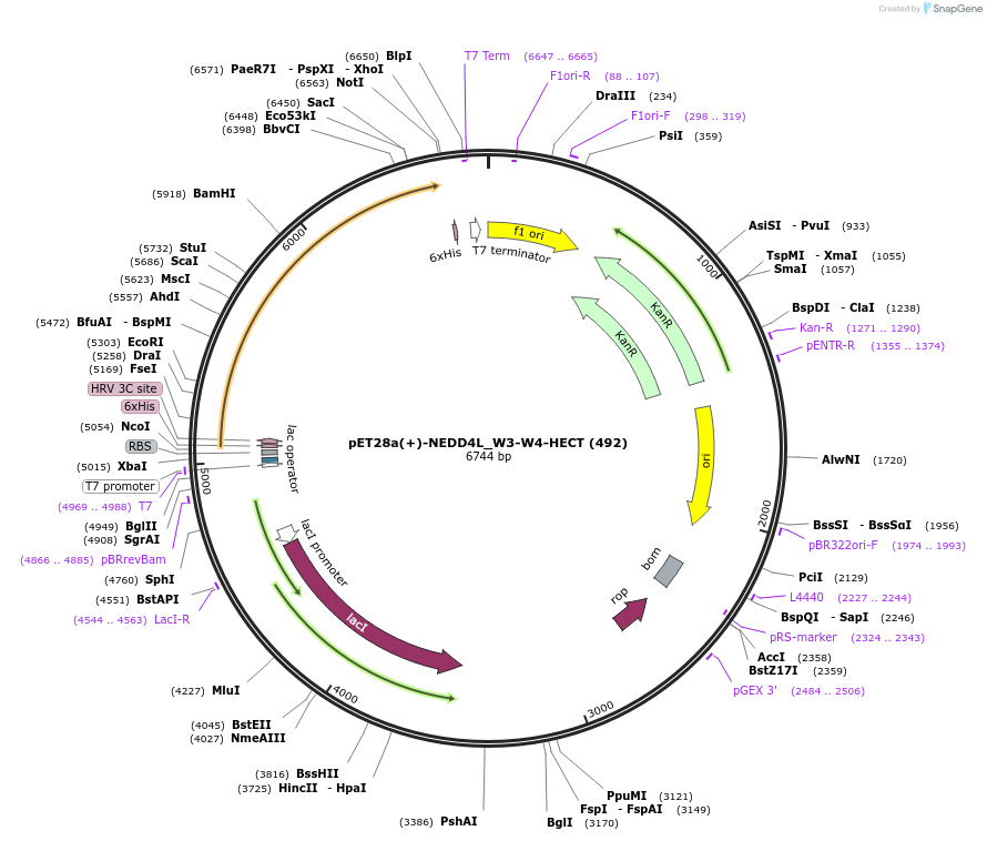 187709-plasmid-map-sequence-id-372458