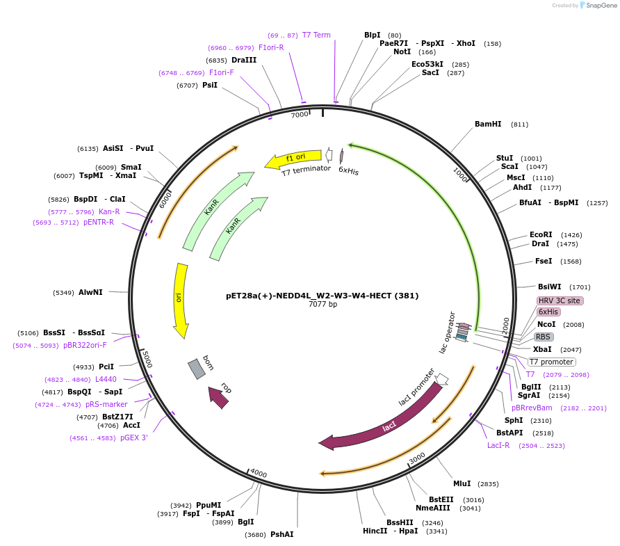 187708-plasmid-map-sequence-id-372459
