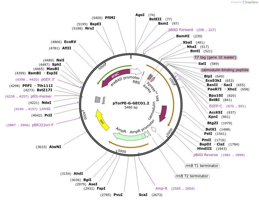 32468-plasmid-map-sequence-id-37246