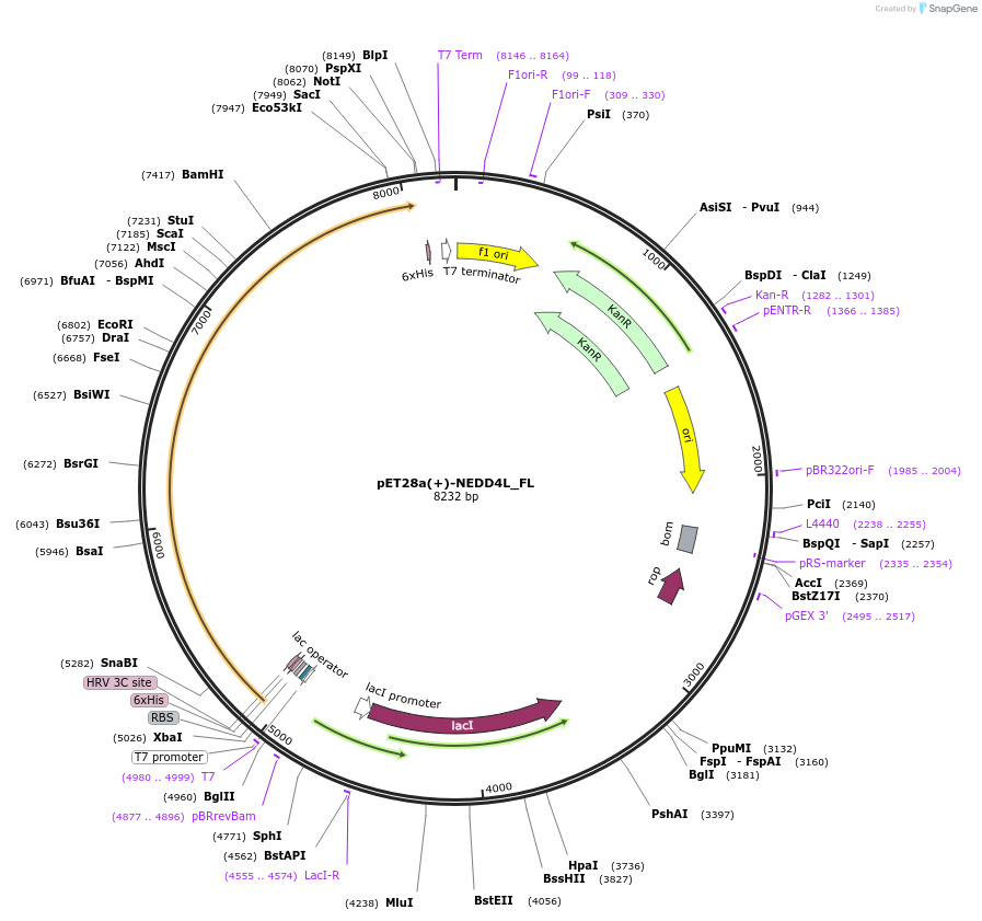187705-plasmid-map-sequence-id-372460