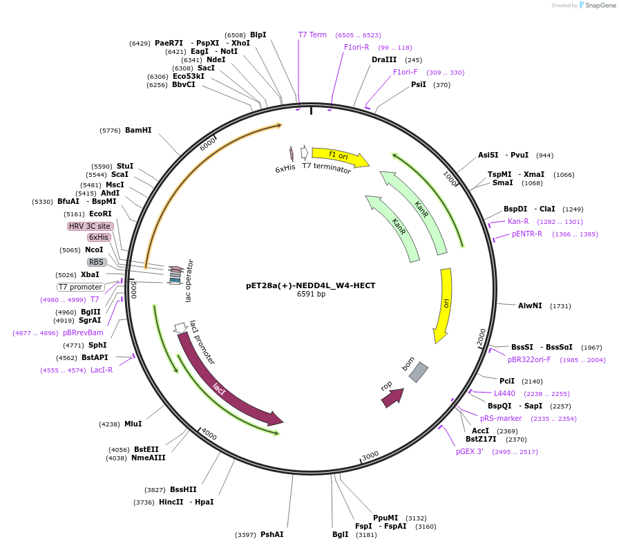 187710-plasmid-map-sequence-id-372461