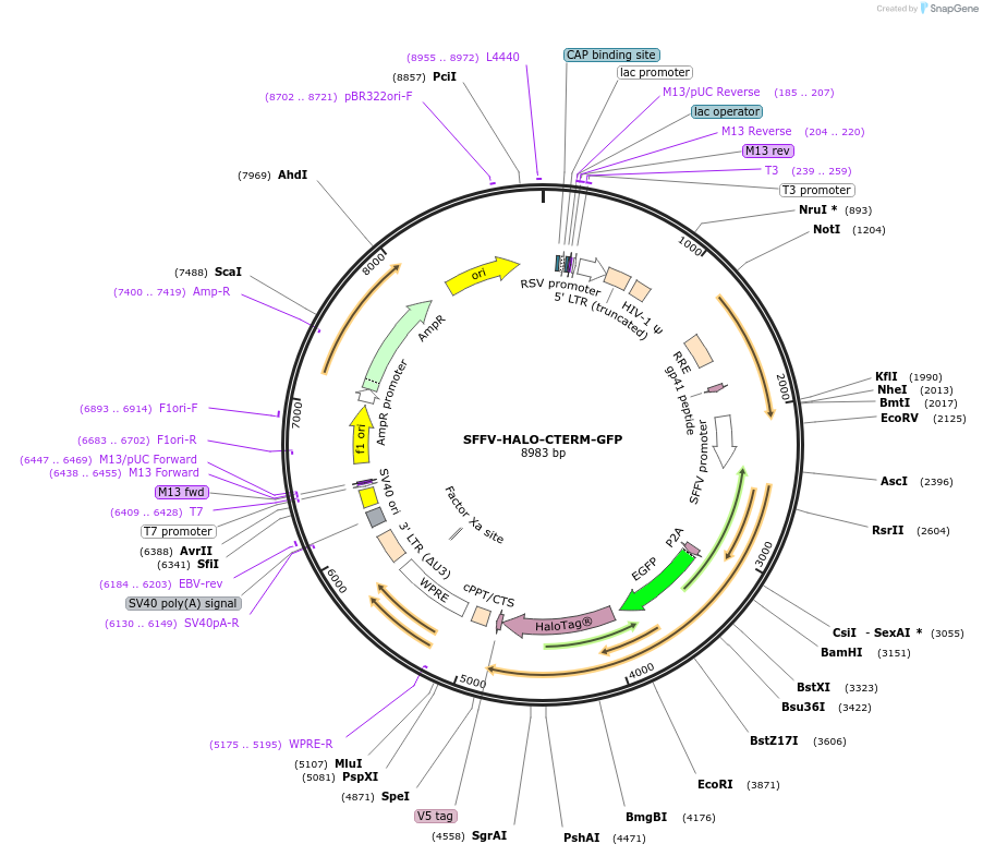 185767-plasmid-map-sequence-id-372462
