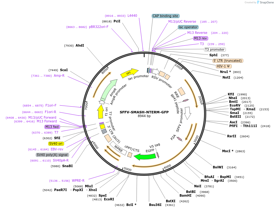 185761-plasmid-map-sequence-id-372469