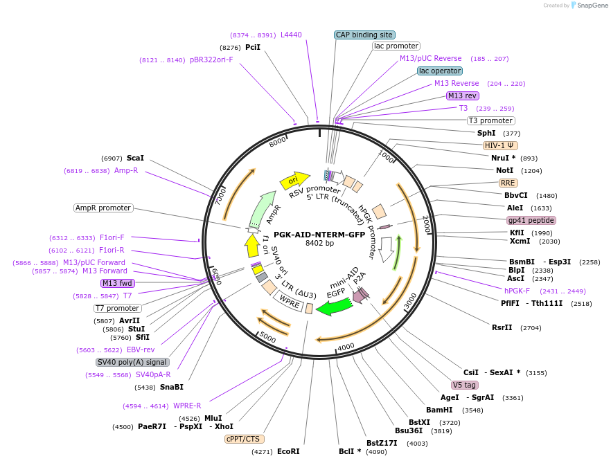 185773-plasmid-map-sequence-id-372472