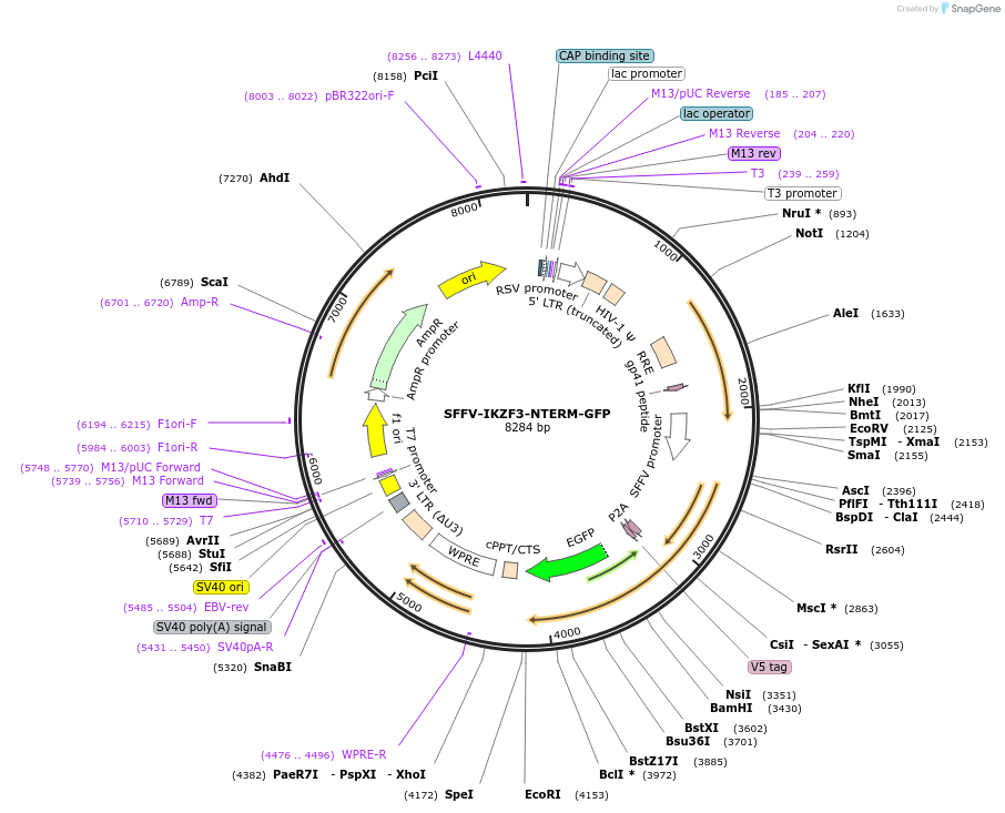 185764-plasmid-map-sequence-id-372473
