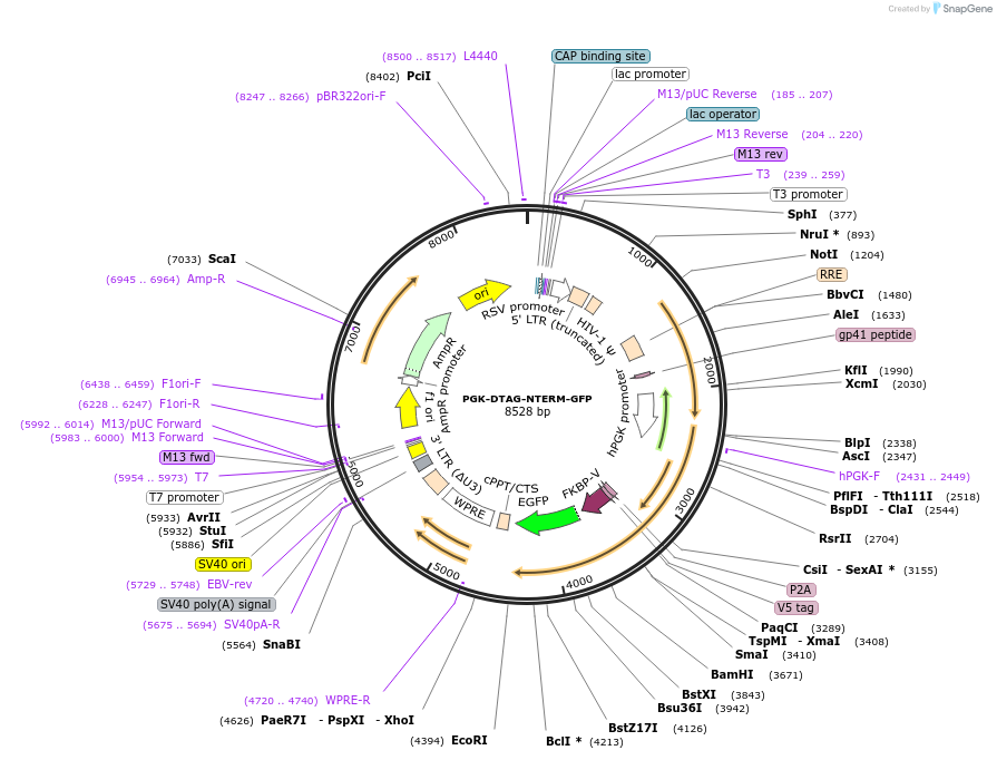 185775-plasmid-map-sequence-id-372476