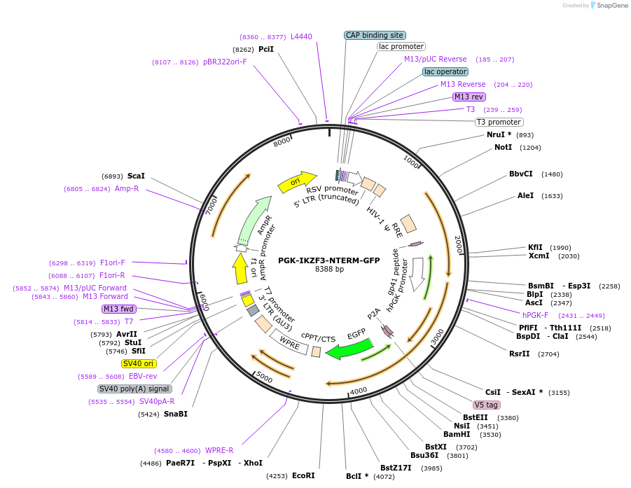 185774-plasmid-map-sequence-id-372481