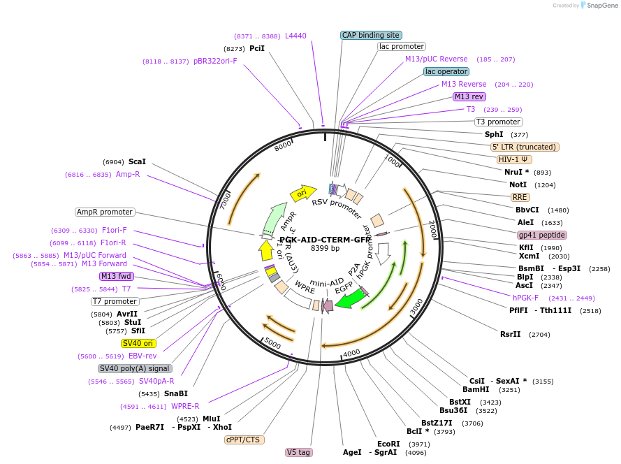 185778-plasmid-map-sequence-id-372482