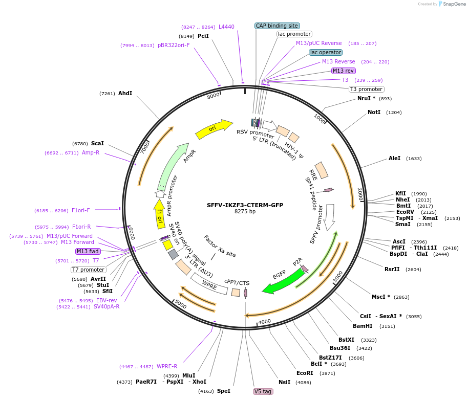185769-plasmid-map-sequence-id-372486