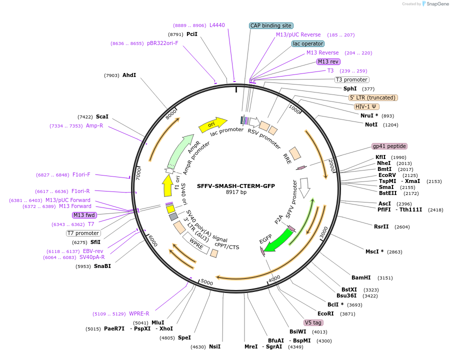 185766-plasmid-map-sequence-id-372493