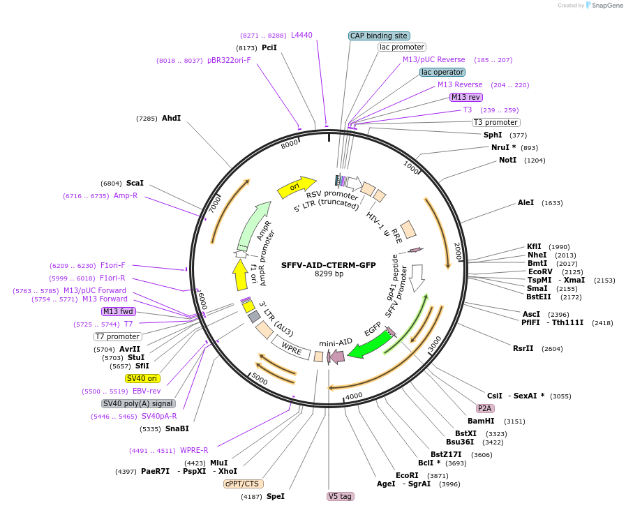 185768-plasmid-map-sequence-id-372500