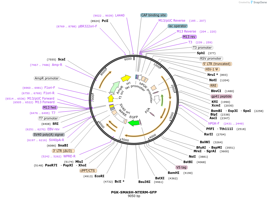 185771-plasmid-map-sequence-id-372503