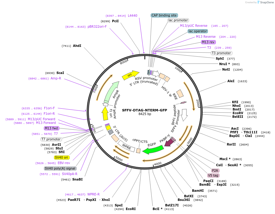 185760-plasmid-map-sequence-id-372504