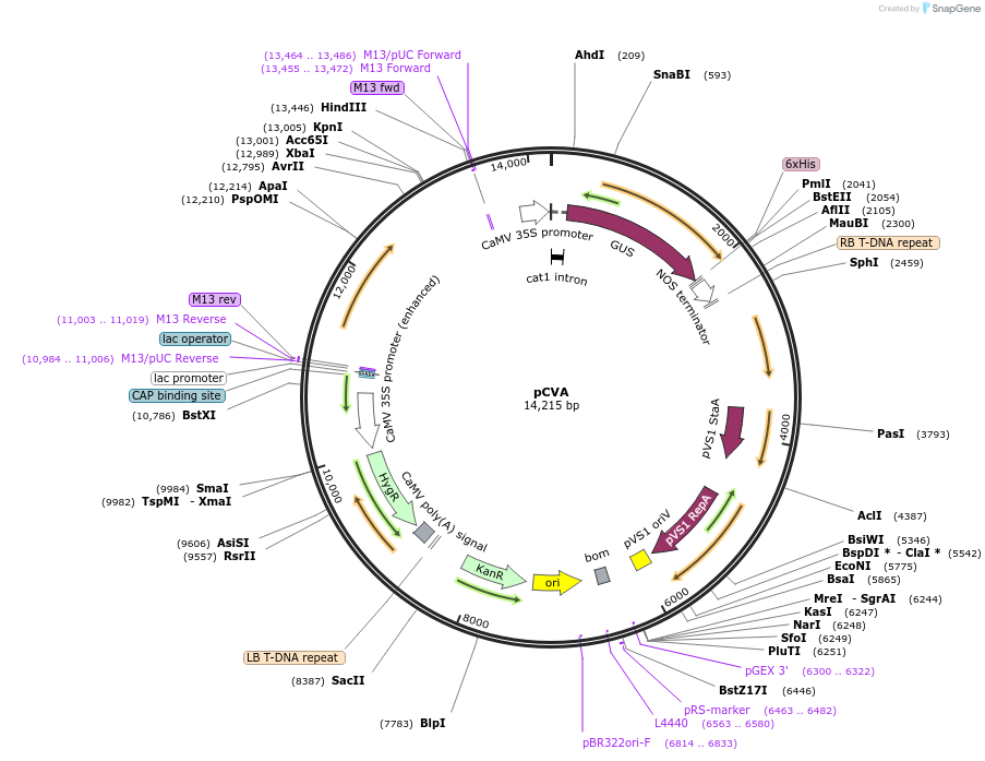 32470-plasmid-map-sequence-id-37252