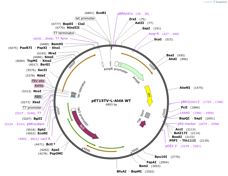 187976-plasmid-map-sequence-id-372579