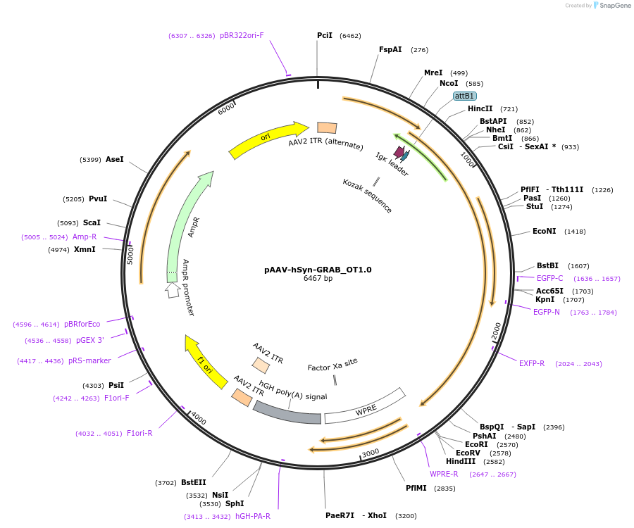 185386-plasmid-map-sequence-id-372580