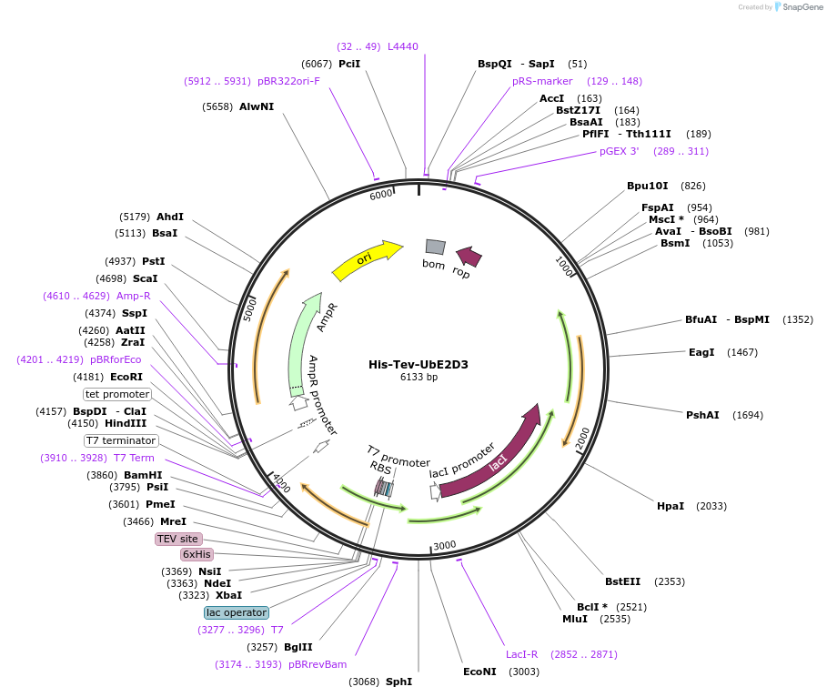 186805-plasmid-map-sequence-id-372584
